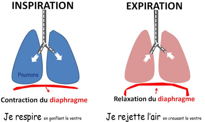 Schéma de la respiration